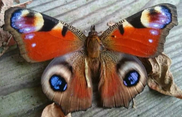 HettieZurMuhlen's tweet image. 🦋
#Goedemorgen #dagpauwoog #insecten @jolandabrwr #zoemzoem #camer_A_pril