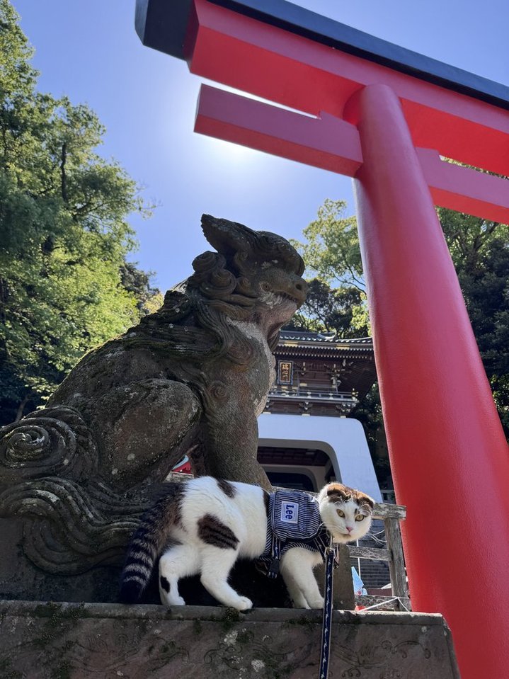 江の島ねこのしらすちゃん&もなかちゃん tweet media