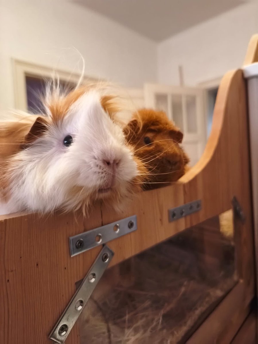 Anna Rebella, the woman, the myth, the legend tweet media