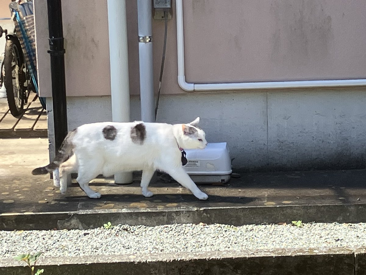 Ten-chan, Chigo, and Dodgers 
Mt. Fuji today, Ten-chan and Chigo relaxed in the garden. Dodgers sweep Mets as Ohtani fans 10 in dominant start.

今日の富士山🗻テンちゃんとチゴはお庭でリラックス🐱😸ドジャースはメッツに３連勝; 👍大谷翔平は6回１０奪三振勝ち投手💪