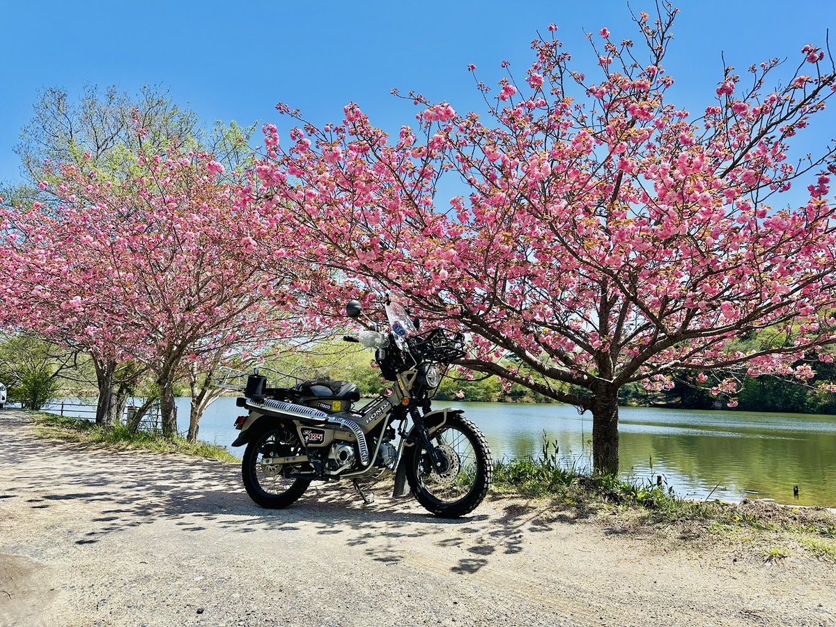HUNTER_CAMPER_'s tweet photo. ちょいハンターカブいじって近所ツー^ ^
#ハンターカブ
#キャンプ
#デグナー
#桜 https://t.co/vSwlnsnJIh