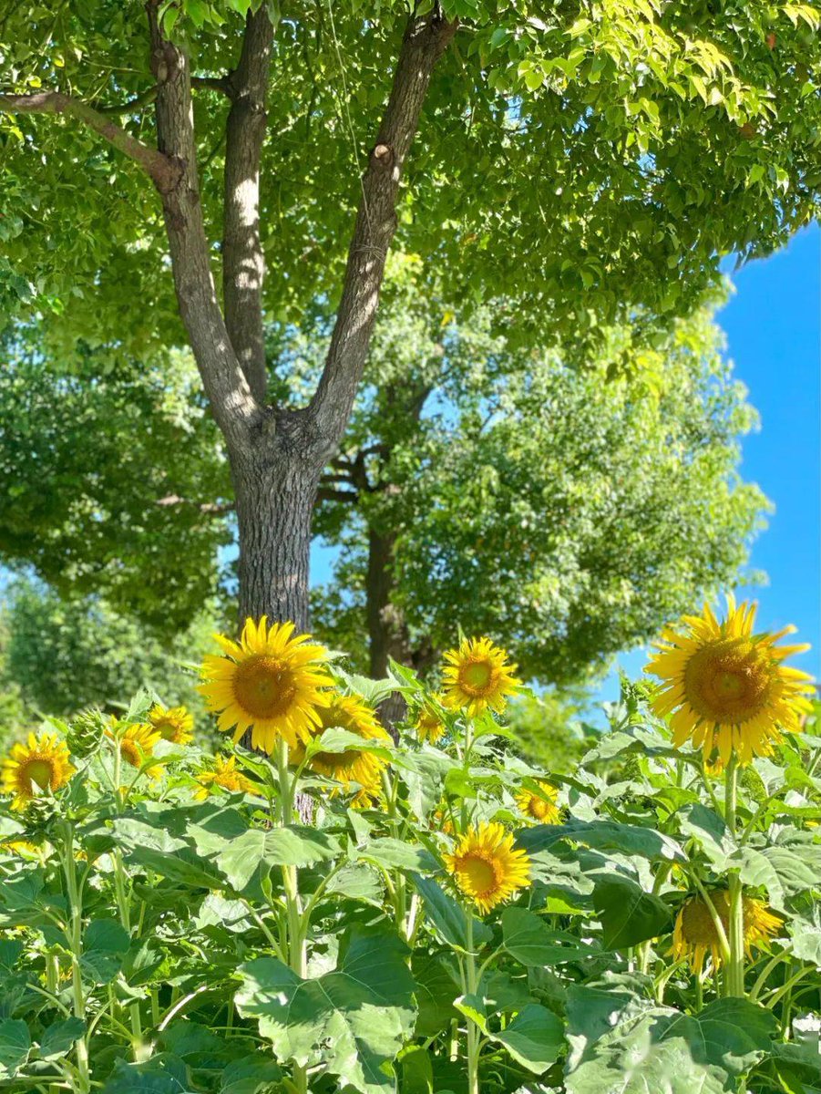 brigitte brisebarre tweet media