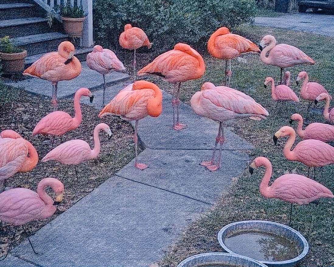 Mr PitBull tweet media