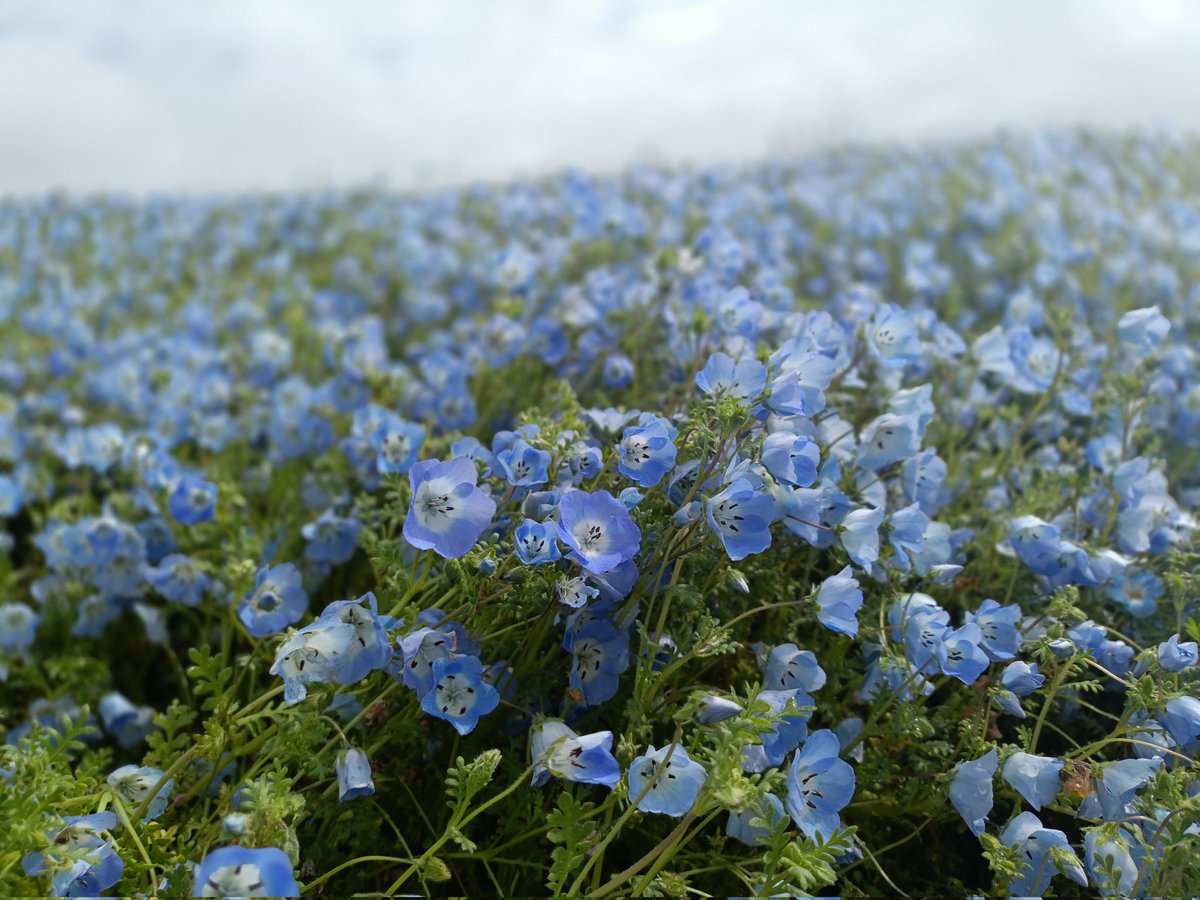 かんさん tweet media