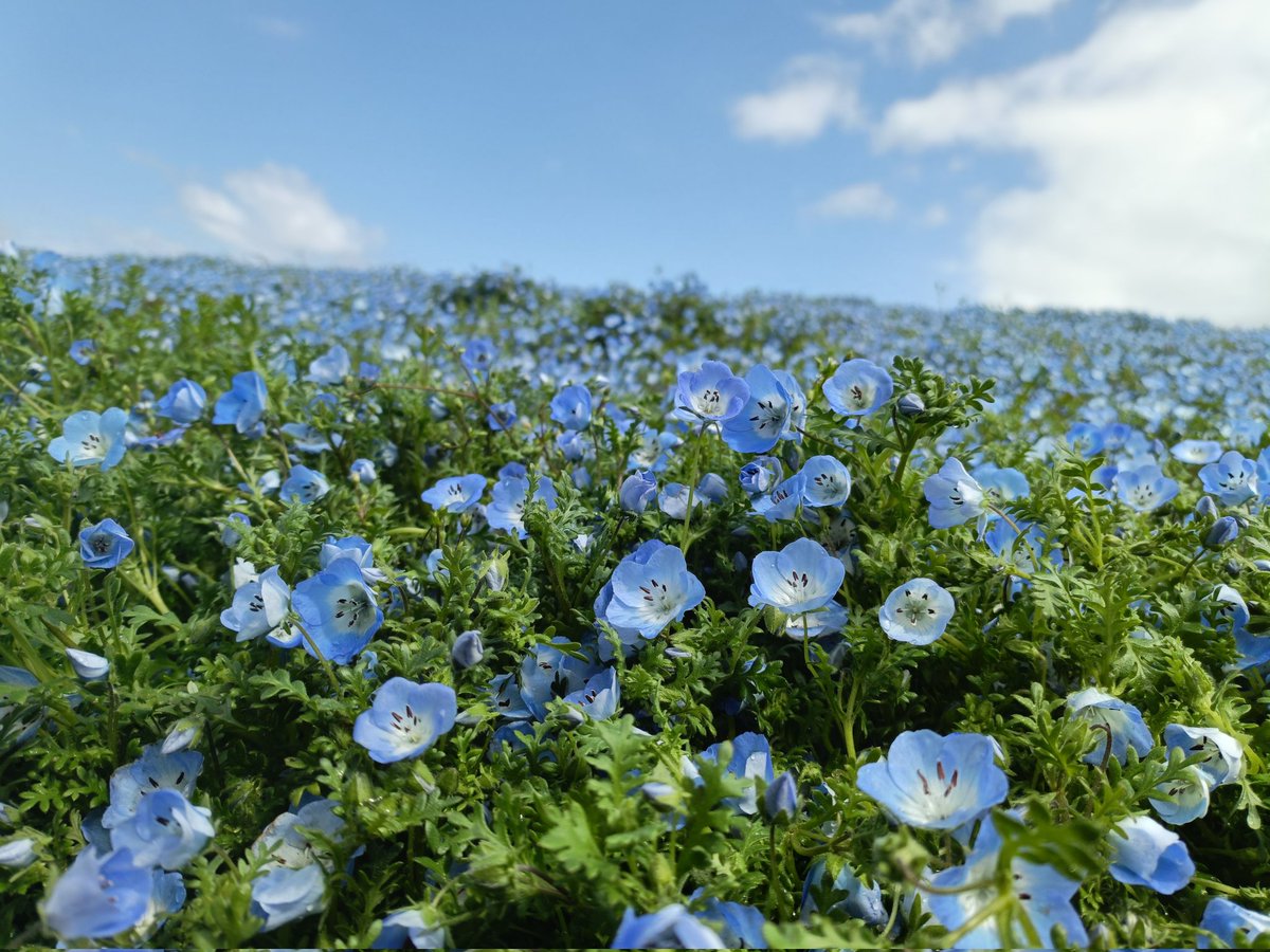 かんさん tweet media