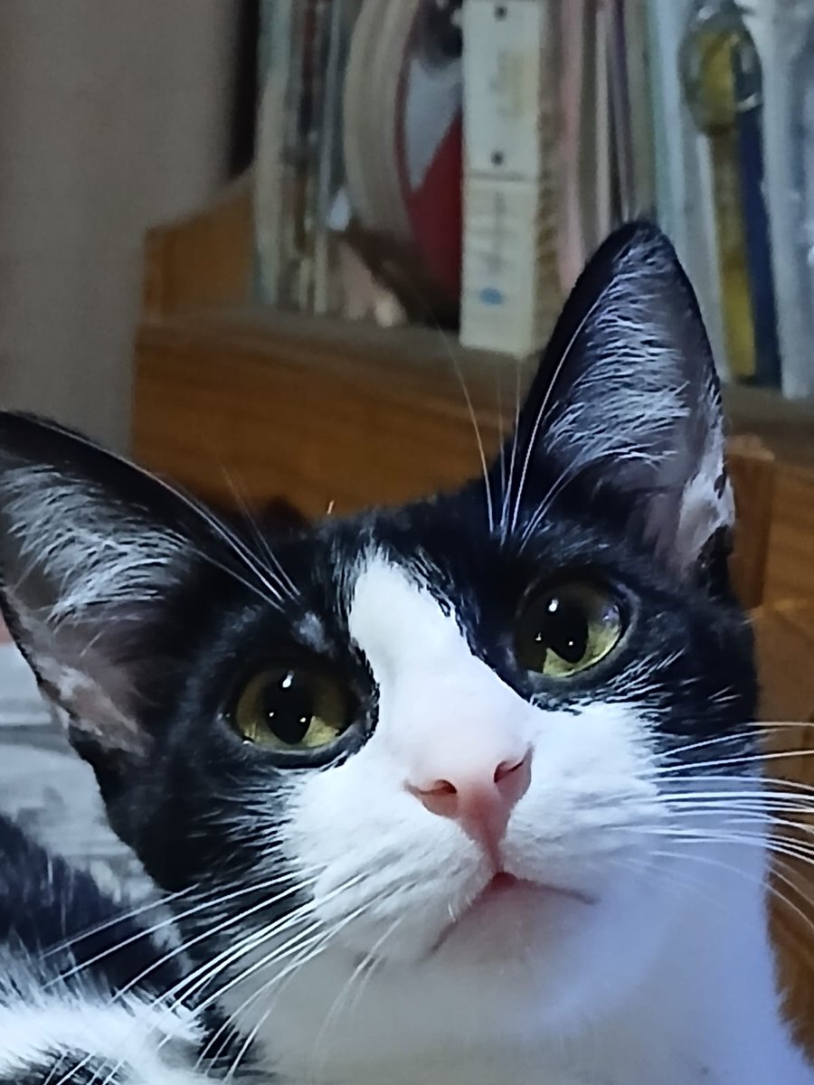katsukiid's tweet photo. Apolo sos hermoso https://t.co/StsXwX8Yxe