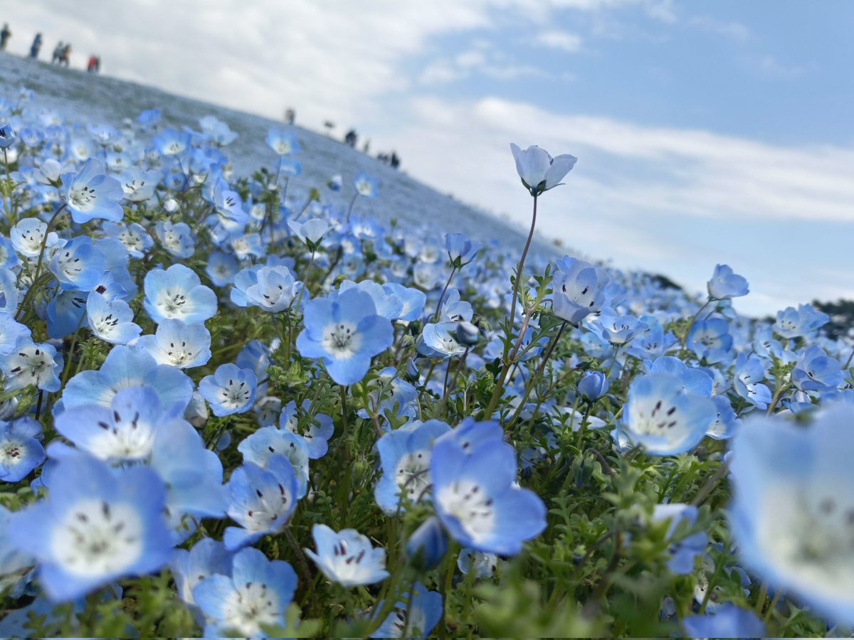 かんさん tweet media