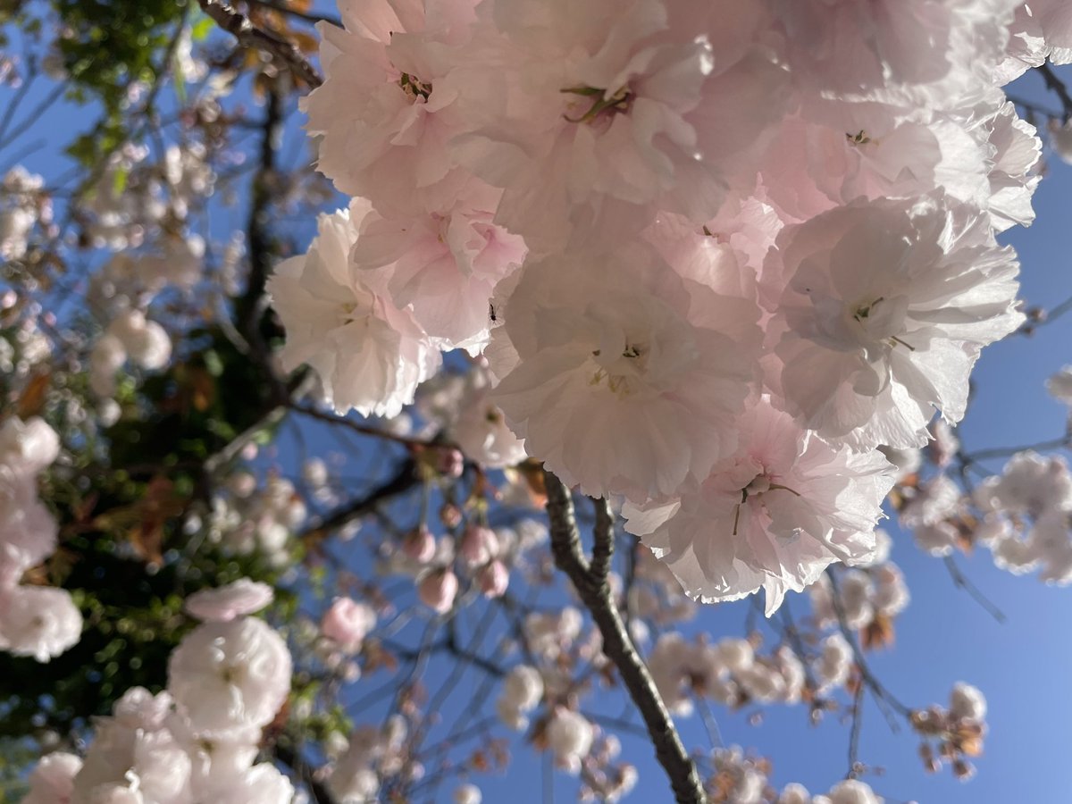 boskflowers's tweet photo. ソメイヨシノが終わったあとも桜の季節は続いていて、どれもこれも可愛い🌸 https://t.co/CfqkQP4ST3
