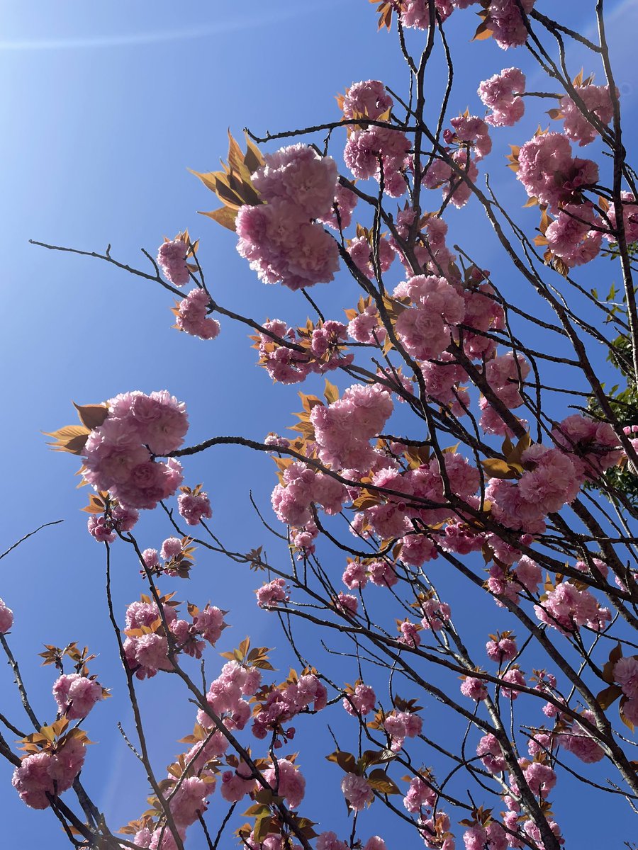 boskflowers's tweet photo. ソメイヨシノが終わったあとも桜の季節は続いていて、どれもこれも可愛い🌸 https://t.co/CfqkQP4ST3