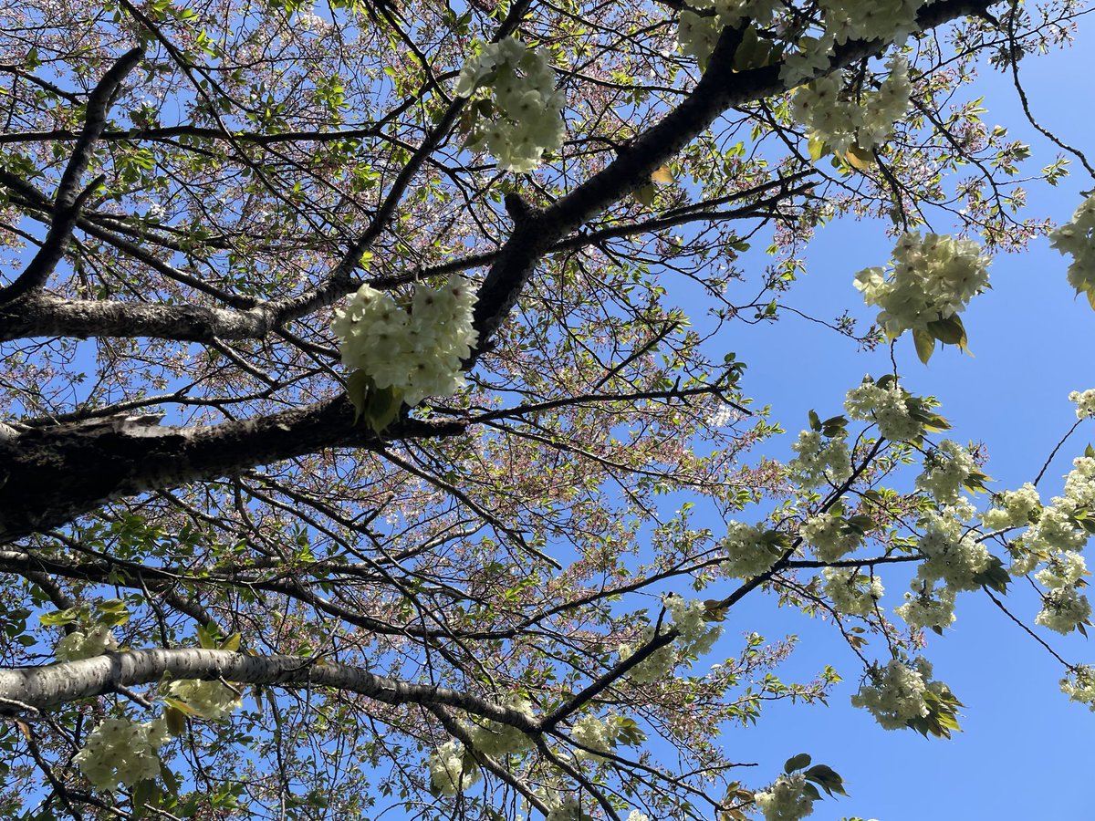 boskflowers's tweet photo. ソメイヨシノが終わったあとも桜の季節は続いていて、どれもこれも可愛い🌸 https://t.co/CfqkQP4ST3