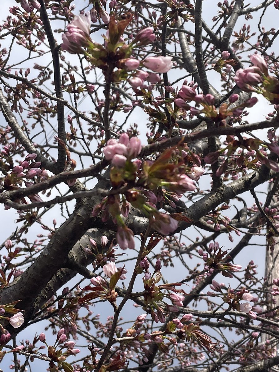 rabbit79374731's tweet photo. 桜🌸咲いたぞー https://t.co/UByUUNi0Yn