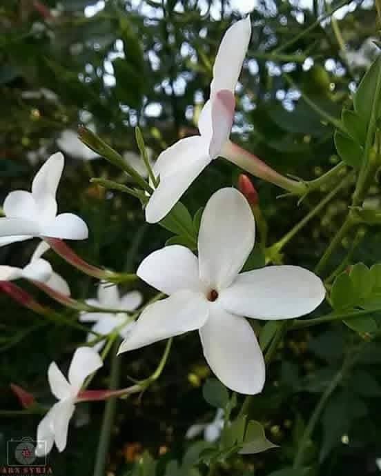 ENGE246800's tweet photo. نحن أثرٌ
خفيف
يمرّ بين نبضتين
كعطرٍ
يتعلّم الهمس
في فنجان الصباح
ثم يختفي
ليترك في الروح
موسماً كالبنفسج 💜💜💜

صباحكم ورد
#قيثارة_النيل 🎻
@q___th 🎀 https://t.co/Ybc0YObqu8