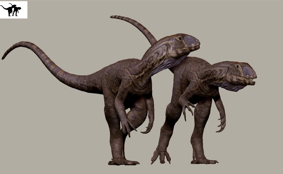 _themingau's tweet photo. Ptychotherates bucculentus WIP https://t.co/YqQeWzRQSW