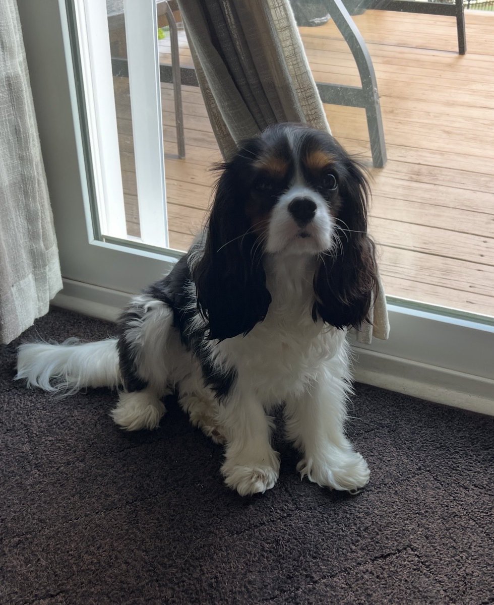 Sofia, Enzo, & Luca Bucci tweet media