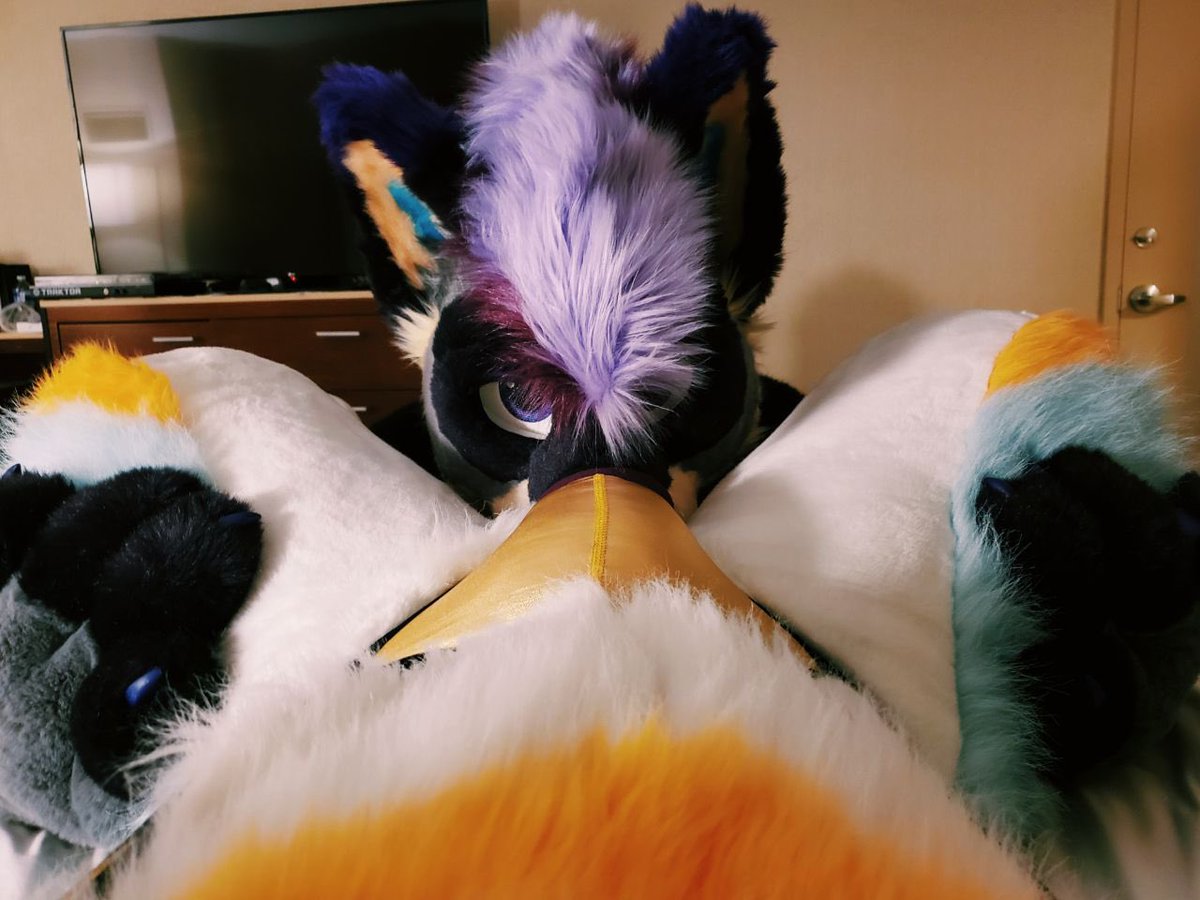 Kizma Husky tweet media