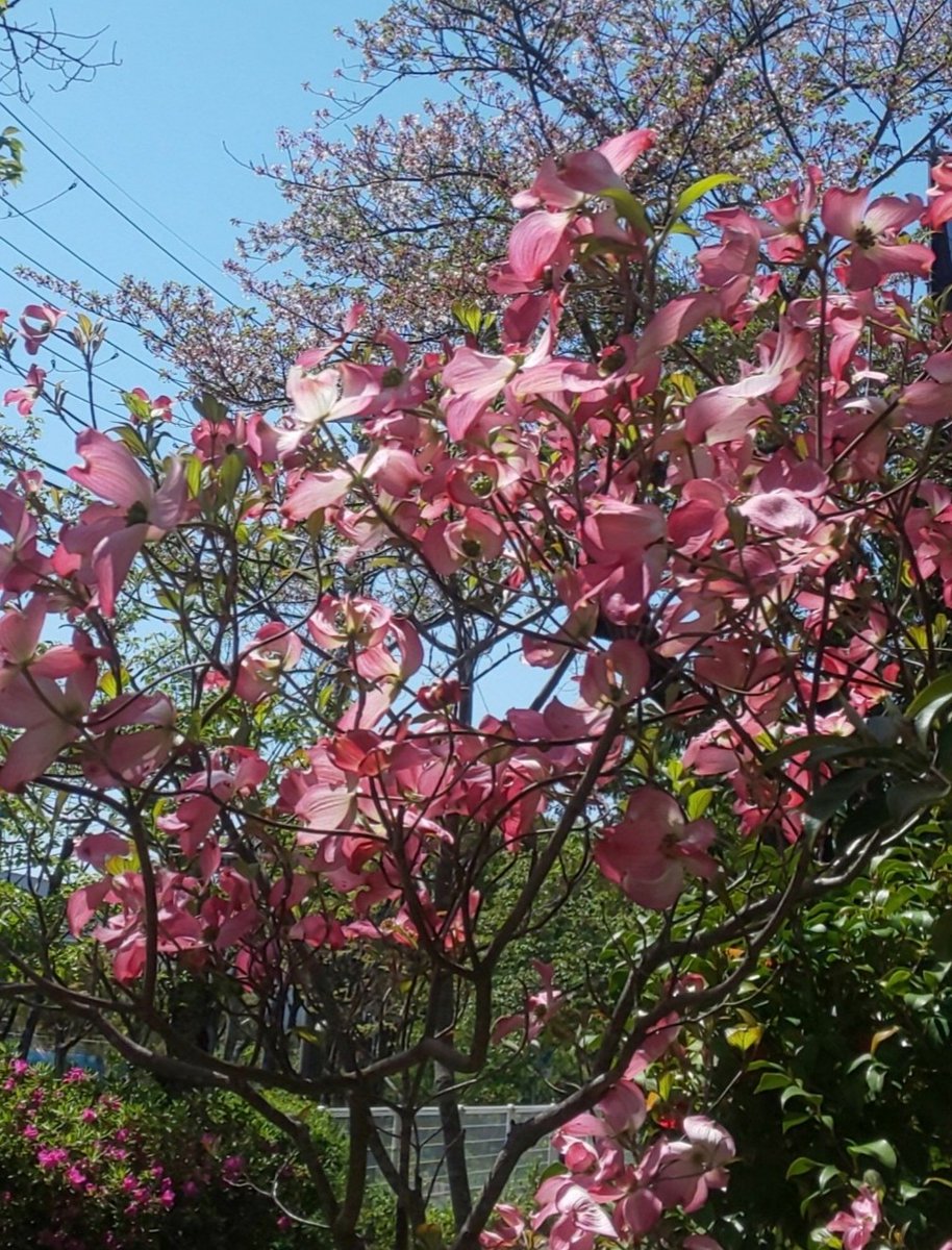 夫がいつもBSのドジャース試合中継観てて、今日もさっき最後まで観てた。またこの季節やね〜となんかほのぼのするわ☺️
写真は団地内のハナミズキ。