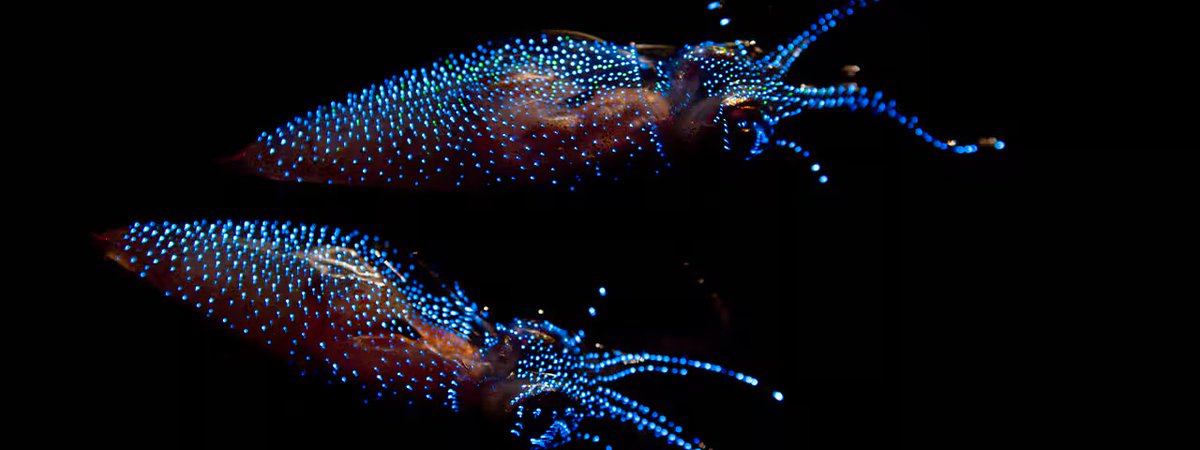 Gastralia150287's tweet image. #deepseatwt Look at this little freak …..