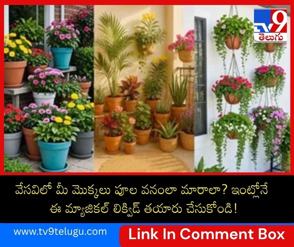 TV9Telugu's tweet photo. వేసవిలో మీ మొక్కలు పూల వనంలా మారాలా? ఇంట్లోనే ఈ మ్యాజికల్ లిక్విడ్ తయారు చేసుకోండి!

https://t.co/CnAqaLBgCC

#GardeningTips #DIYFertilizer #OrganicGardening #HomeGardening #PlantCare #SummerGardening #KitchenWaste https://t.co/at7m33WsAd