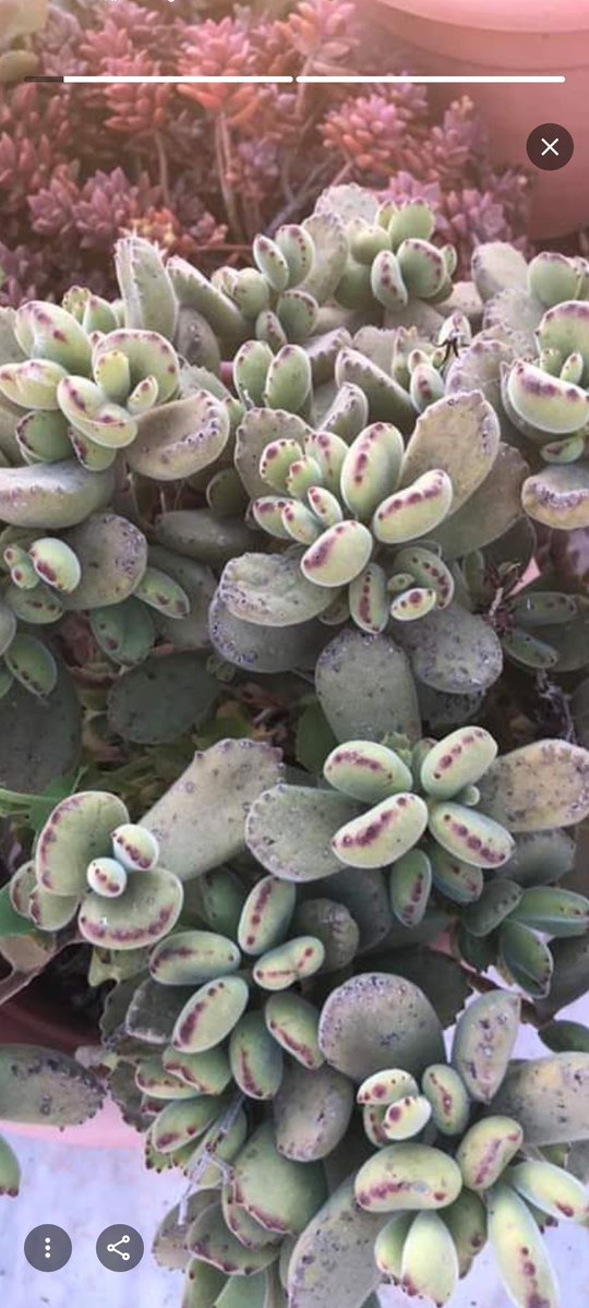 يُحدّثني الصباحُ بأنّ ربي
يُخبّئُ لي بشاراتٍ قريبة
لتورقَ كل أغصانِ الحنايا
وتُزهرَ بعدَ أوقاتٍ عصيبة..🌿.  
                    #صباح_آلخيــــر 🌸