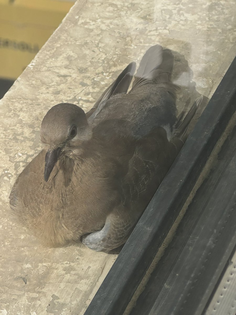 زميلة العمل تبدو مستمتعه بالظل