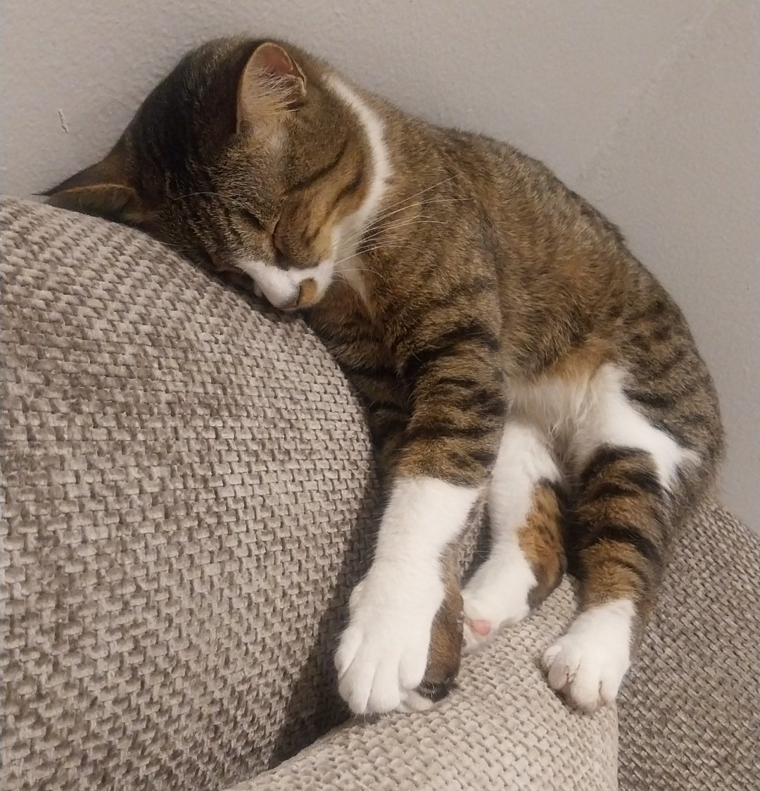 بوح |🐈‍⬛ tweet media