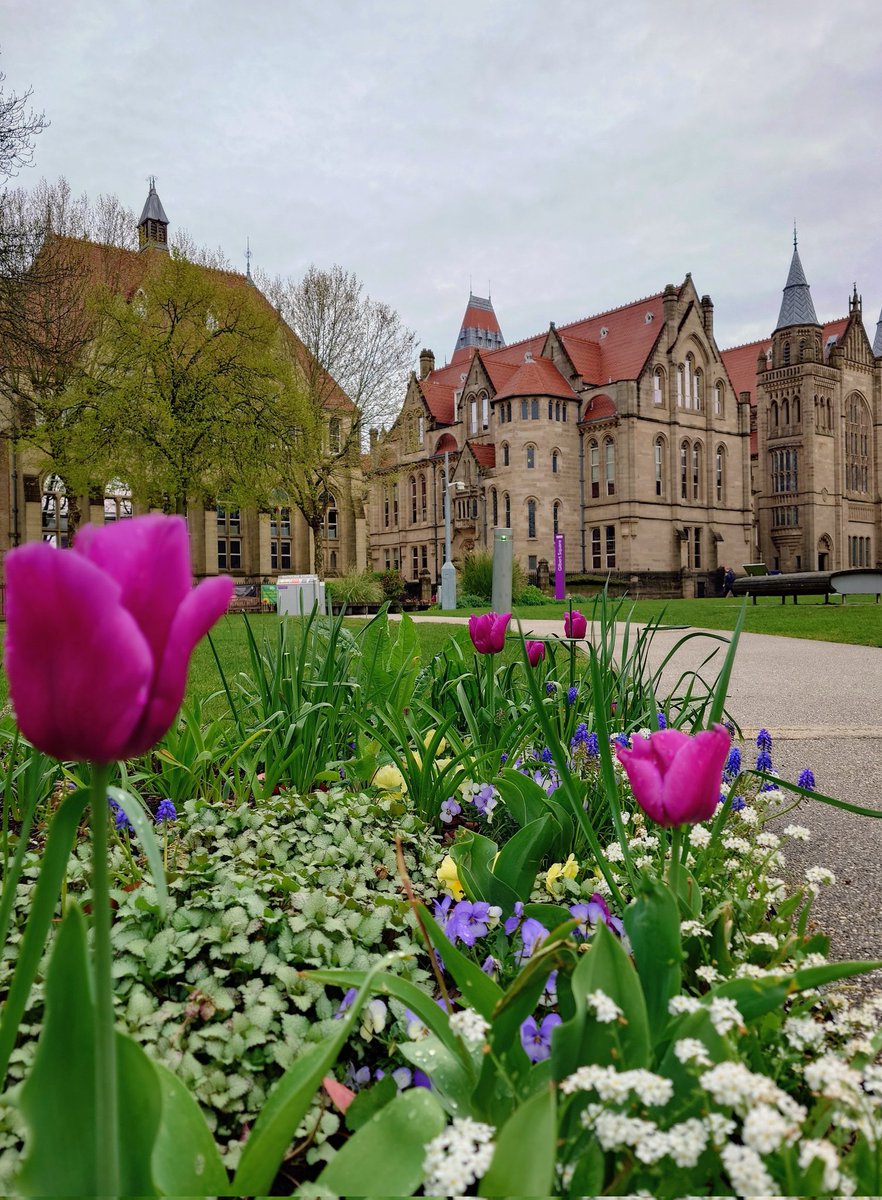 MonicaCrimmins's tweet image. Good morning Thursday.  Springtime on campus.  The University of Manchester @OfficialUoM #Manchester