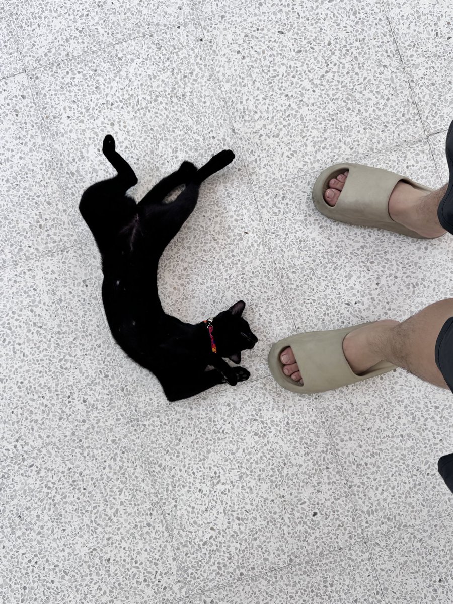 FolkiVerse's tweet photo. Curve of CAT https://t.co/D8uMIFp2gj
