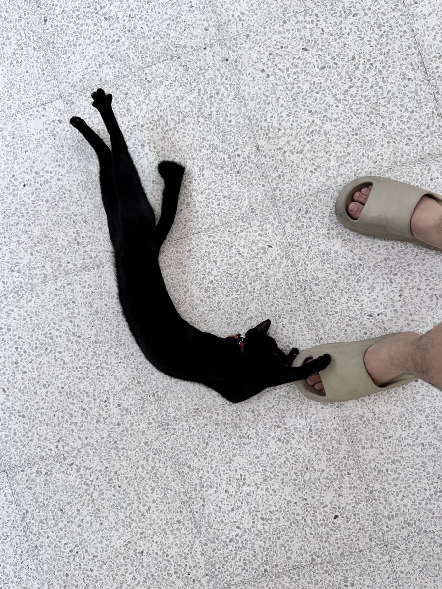 FolkiVerse's tweet photo. Curve of CAT https://t.co/D8uMIFp2gj