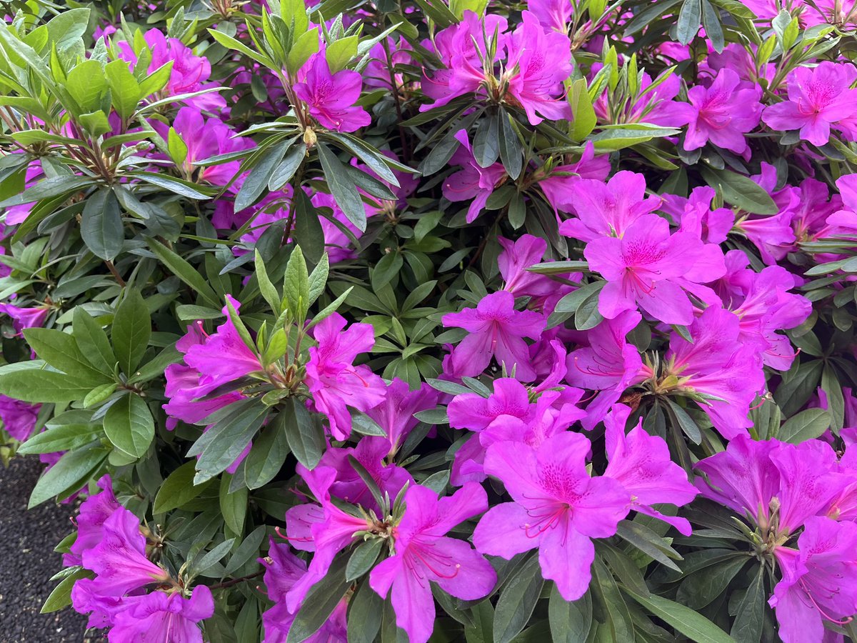 橋本全一 tweet media