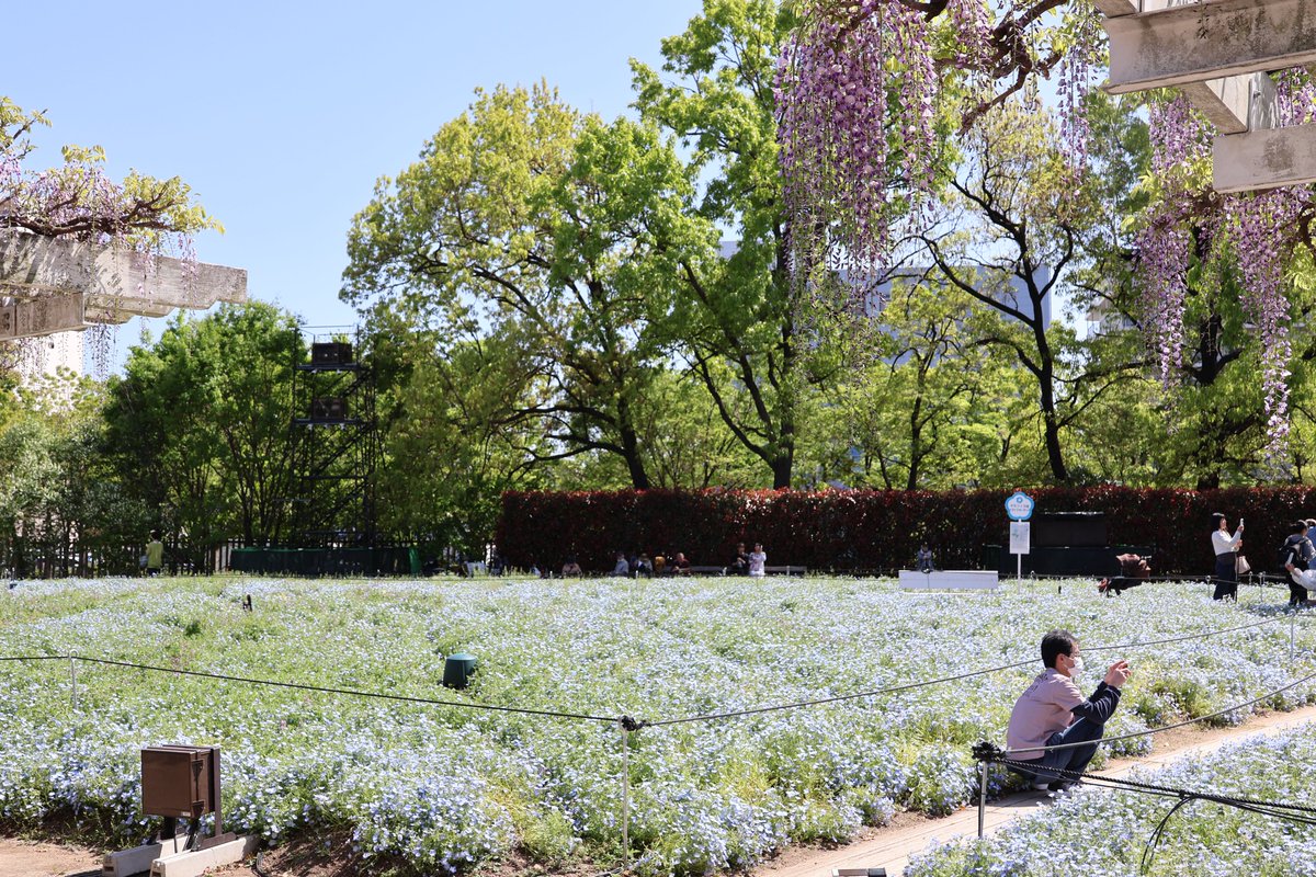 長居公園(NAGAI PARK) tweet media