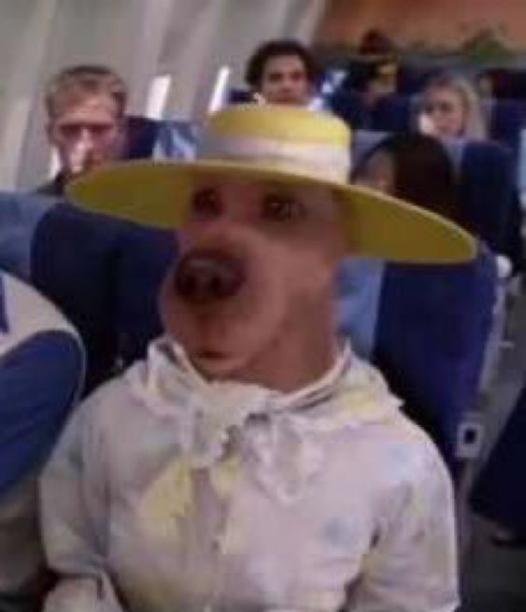 CogeVaca casado tweet media