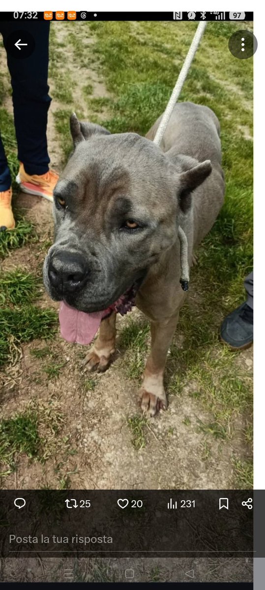 Vardiello tweet media