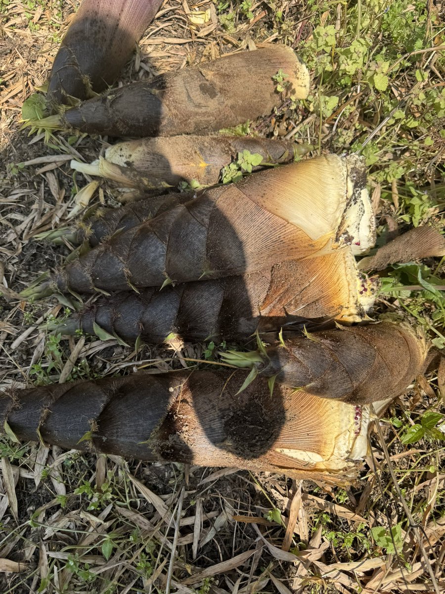 みー@大型犬ブリーダーエキゾハウスずーとぴあ中の人 tweet media