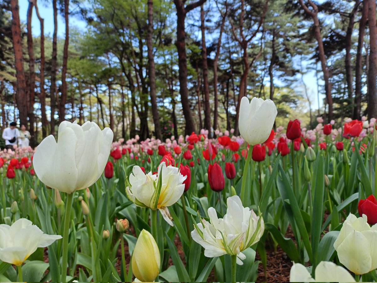 かんさん tweet media