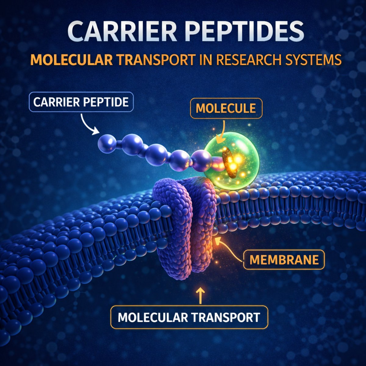 NTPeptides's tweet photo. 🔹 Peptides don’t just signal.

In research, carrier peptides are studied for:
• molecular transport
• membrane interaction
• molecule binding

Learn more:
 https://t.co/cJPayfBglz https://t.co/UQVLsBNaJ7