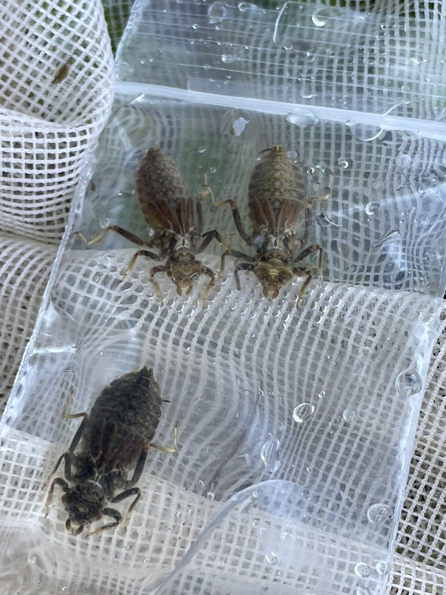 研究室インターンの準備で，4年生が頑張ってくれています．サナエトンボ類のヤゴ採集と同定です．私は先日はクロサナエヤゴを採集できて，生息環境の理解が深まりました．学生さんよりまだまだ私の方が採集力は高いと思いたいですな．