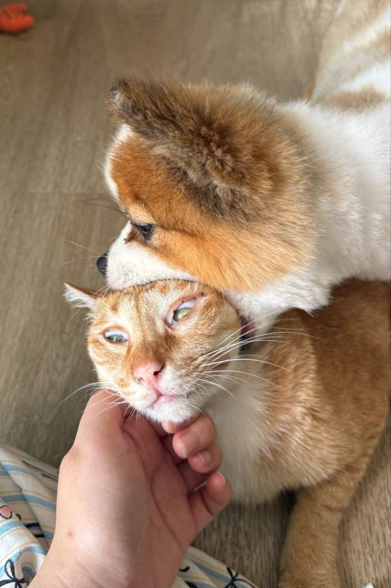 DNVP 💋 (Malonfamily) tweet media