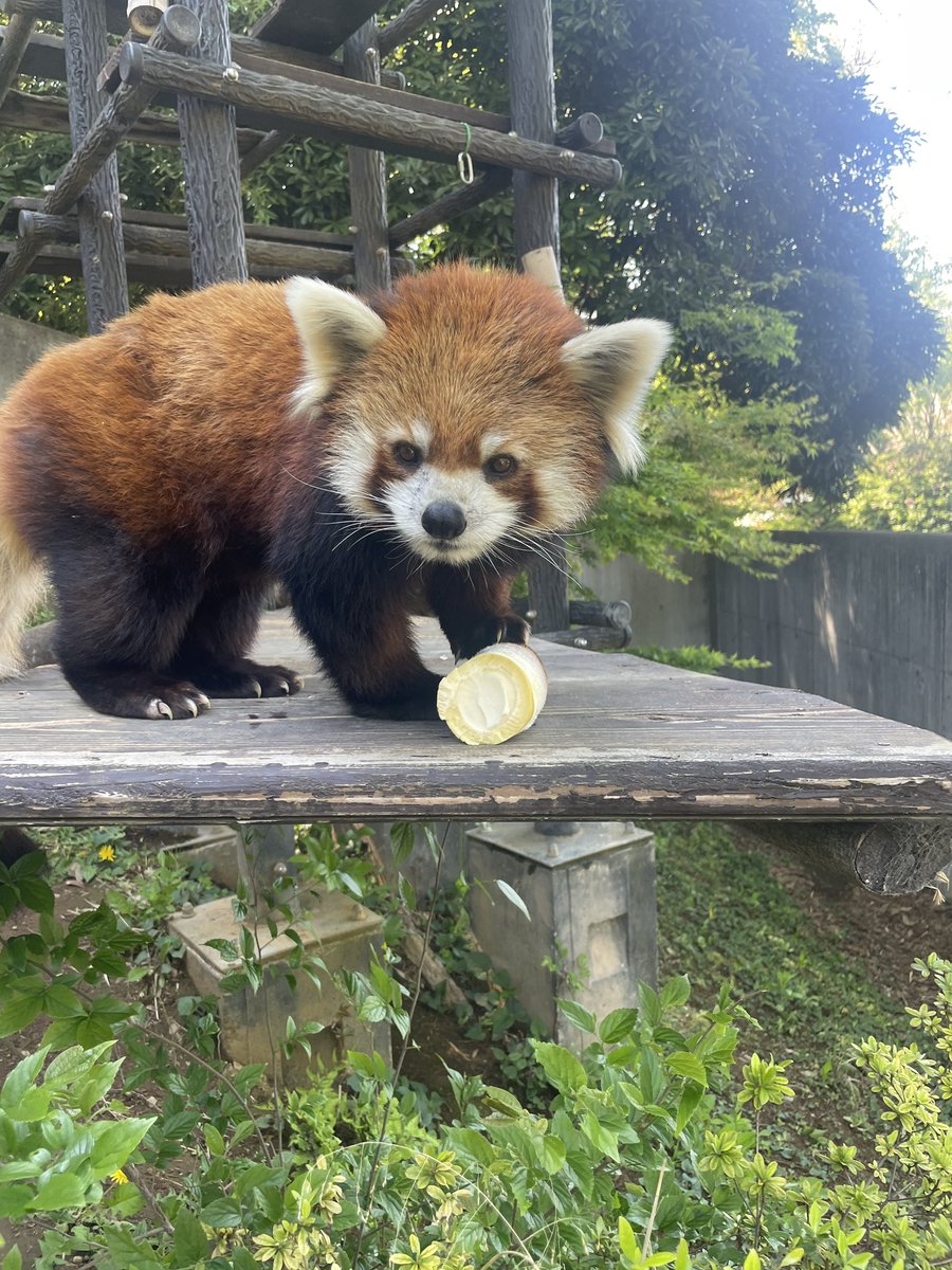ChibaZoo's tweet photo. 園内の採れたて春の味覚「タケノコ」皮を剥かずにそのまま���えたところ、豪快きかぶりついたメイタです。
タケノコが採れた時は、カイド時間に給餌することがあります。(飼Ⅰ)
#千葉市動物公園　#レッサーパンダ　#メイタ　#動物たちに旬の味覚を https://t.co/h0gYxOfRzs