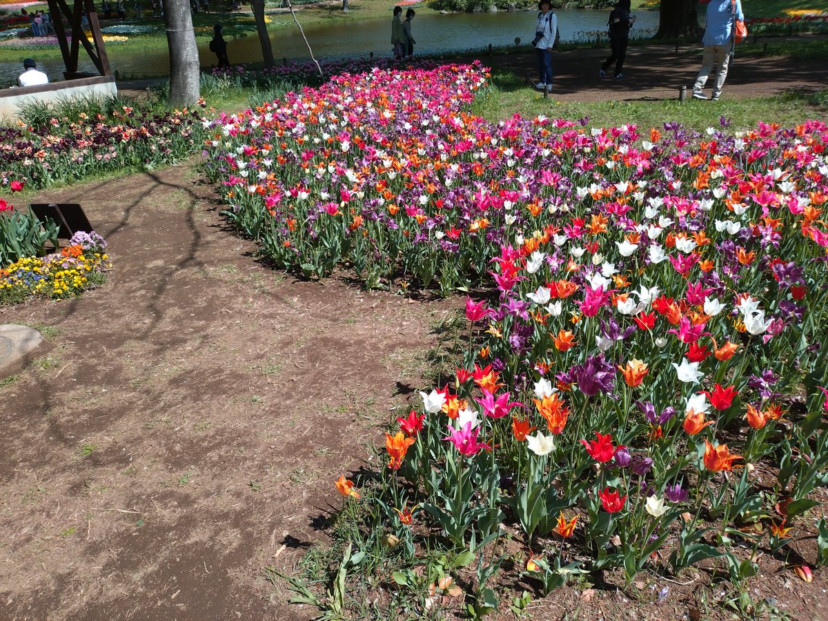 lx7422686's tweet image. 🌹#今日の小さな祈り #Leisure 

昭和記念公園のフラワーフェスティバルに行ってきました。
花の名前に詳しくないのが申し訳ないほど、魅力的✨
ロザリオが捗ったのは、
植物の受け止める霊性と、
マリア様の母性が相性が良かったからでしょうか⋯
疲れた皆様に、可愛いお花の癒しがありますように🌹