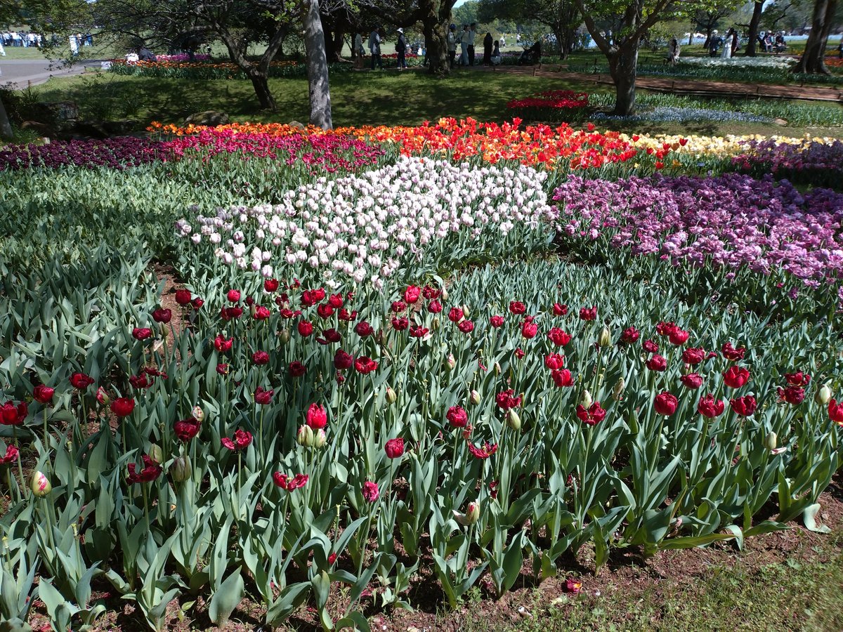 lx7422686's tweet image. 🌹#今日の小さな祈り #Leisure 

昭和記念公園のフラワーフェスティバルに行ってきました。
花の名前に詳しくないのが申し訳ないほど、魅力的✨
ロザリオが捗ったのは、
植物の受け止める霊性と、
マリア様の母性が相性が良かったからでしょうか⋯
疲れた皆様に、可愛いお花の癒しがありますように🌹
