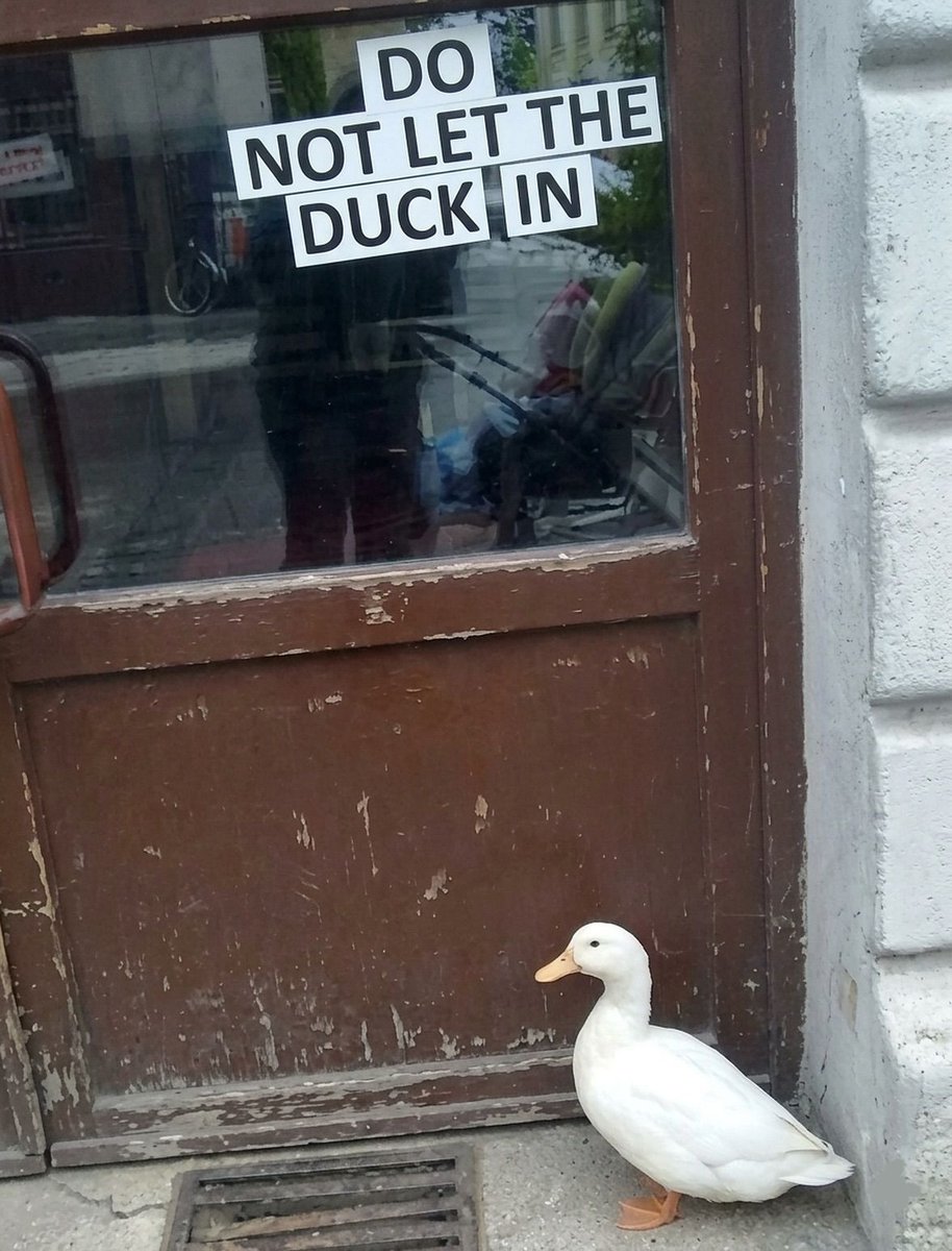 Ramin Nasibov tweet media