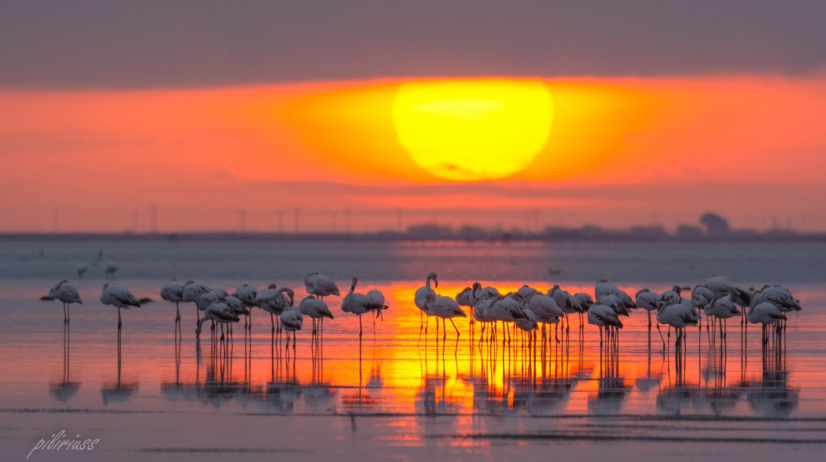 Pili Rius tweet media