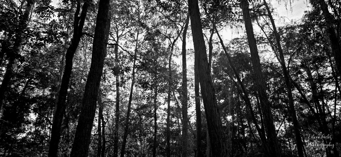 HomeSweetFL1's tweet image. "The wild is where I feel at home; it reveals the true essence of who I am."
-Bhuwan Thapaliya🖤
#naturephotography #trees #forest #photography #BlackandWhite #blackandwhitephotography