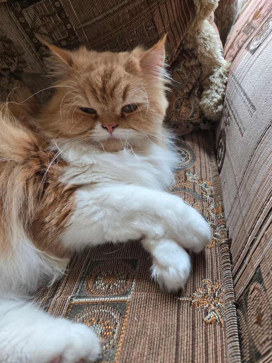 yourfavpetz's tweet photo. Sukar 🐈
📸 (requested not to be mentioned) https://t.co/fpNjlTouCi
