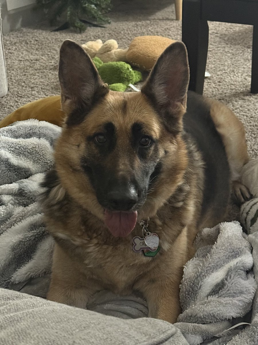 CatelynMiller's tweet image. When this dog here nearly busts through a door to get her toy. She’s a wild one 🤣. Rylie Ann Miller, the cutie girl GSD. #germanshepherd. Her and I watched our @Dodgers tonight 💙🤍🥳🙌🏼. #mlb #dogs #Dodgers