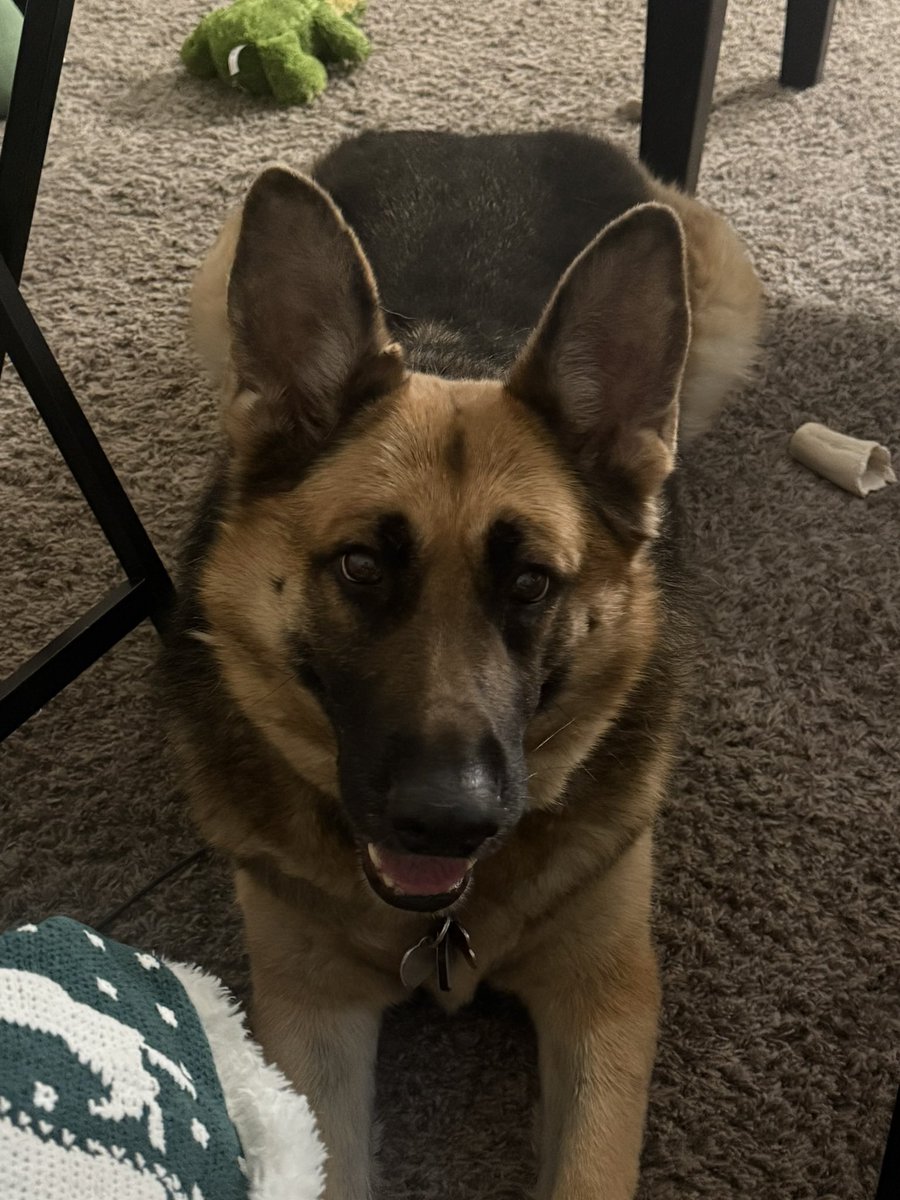 CatelynMiller's tweet image. When this dog here nearly busts through a door to get her toy. She’s a wild one 🤣. Rylie Ann Miller, the cutie girl GSD. #germanshepherd. Her and I watched our @Dodgers tonight 💙🤍🥳🙌🏼. #mlb #dogs #Dodgers