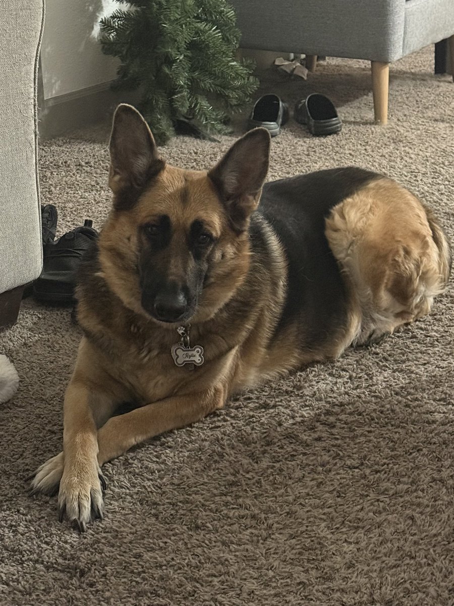 CatelynMiller's tweet image. When this dog here nearly busts through a door to get her toy. She’s a wild one 🤣. Rylie Ann Miller, the cutie girl GSD. #germanshepherd. Her and I watched our @Dodgers tonight 💙🤍🥳🙌🏼. #mlb #dogs #Dodgers