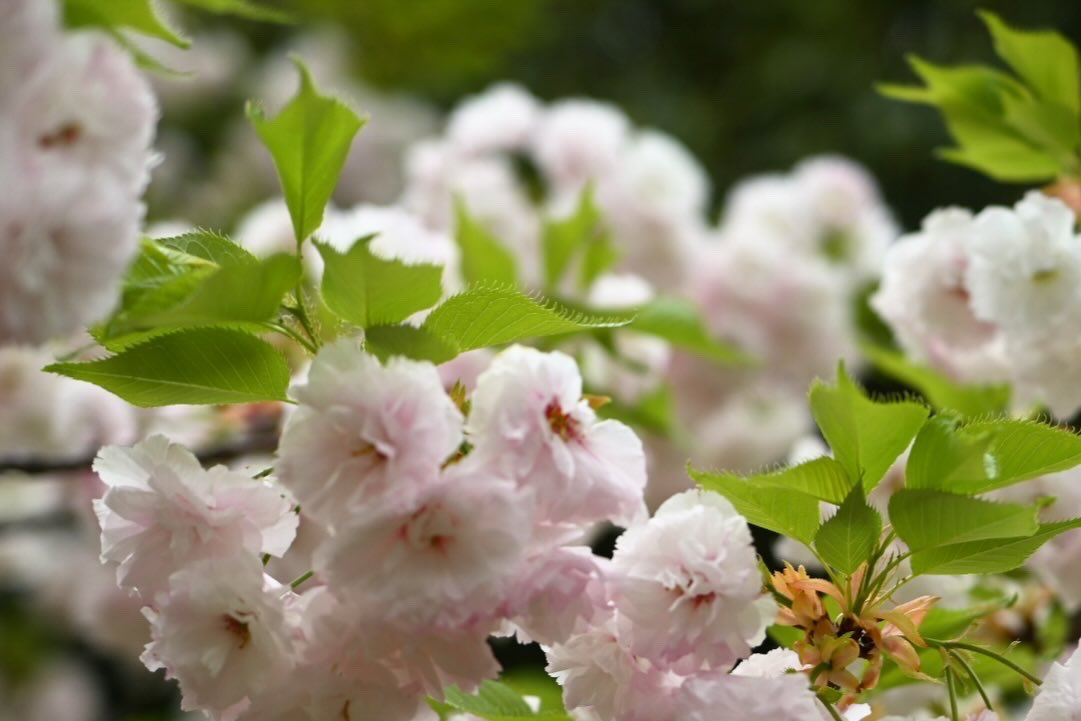 （株）銀宝堂　猫好き店主のいるお店（埼玉県熊谷市） tweet media