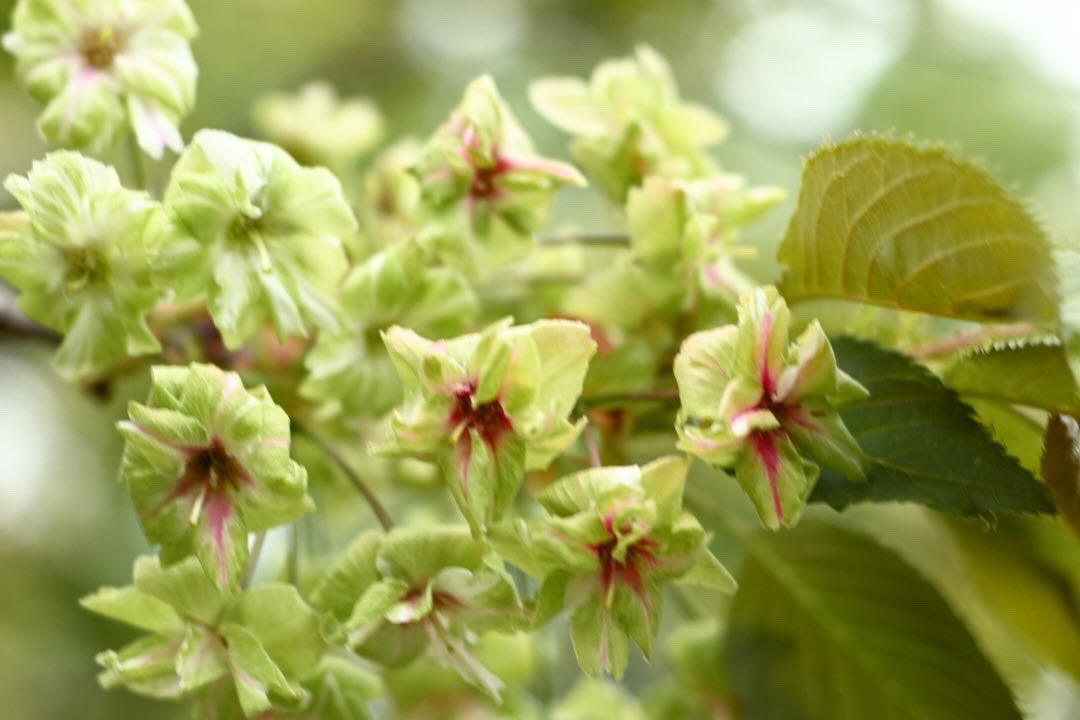 （株）銀宝堂　猫好き店主のいるお店（埼玉県熊谷市） tweet media