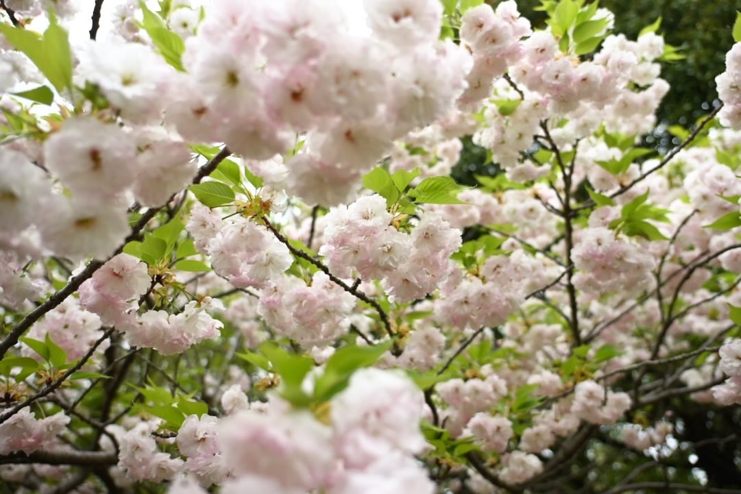 （株）銀宝堂　猫好き店主のいるお店（埼玉県熊谷市） tweet media